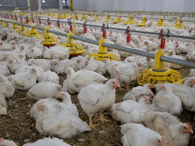 Poultry